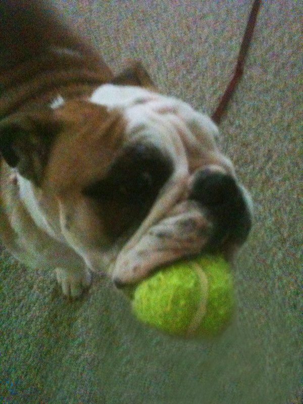 Read Is it fetch, or is it catch?