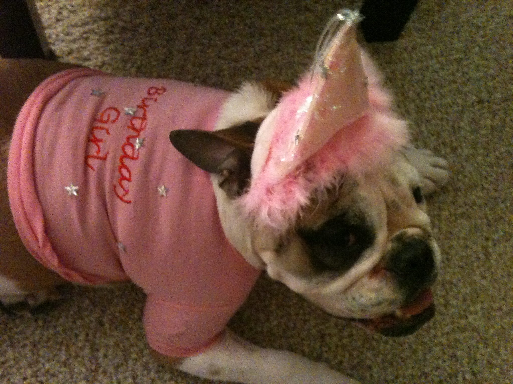 Read Birthday Dog
