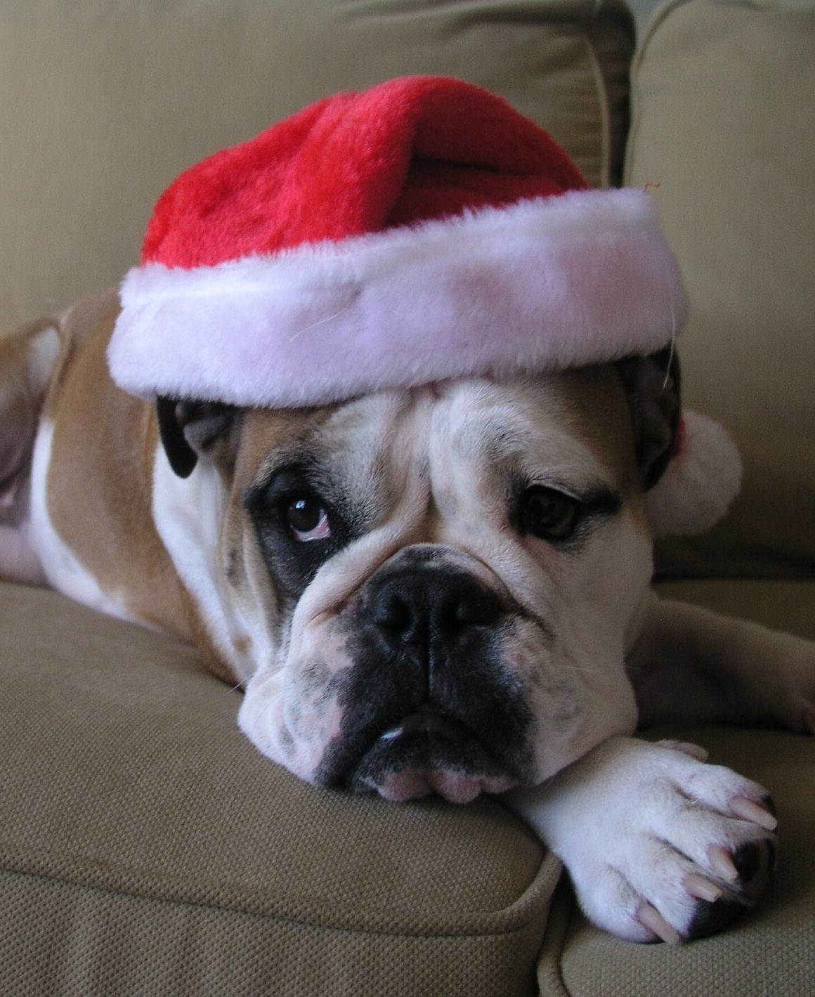 Read Holiday Hooligan