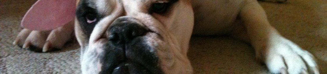Dooley the bulldog wearing a pink flower costume